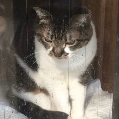 tohsekitetsu's profile picture. 絵はバンクシーの作品です。TwitterでNEWS修行中。時折相互RTというか、もうほぼこちらがメインですね。Retweetしたり、逆もしています。twishortも結構ありますが、最近は主にSNS各種に移行しています。blog全削除されましたので。