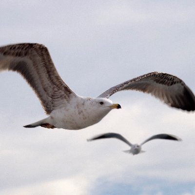 Argusauge2's profile picture. Bevor sich misch ufreech, isses mir lieber egal....