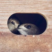 SaveOurSuffolkSwifts (@sosswifts) 's Twitter Profile Photo SaveOurSuffolkSwifts (@sosswifts) 's Twitter Profile Photo