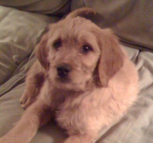 OurDogBaxter's profile picture. Baxter is our Labradoodle puppy and the link above is to his blog site; check it out.