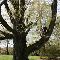 PTS_Atlanta (@atltreeservices) 's Twitter Profile