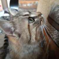 Je suis Chaton🧡🖤🎀🐱🐈🐾🐾 (@caroleseewald) 's Twitter Profile