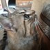 Je suis Chaton🧡🖤🎀🐱🐈🐾🐾 (@caroleseewald) Twitter profile photo Je suis Chaton🧡🖤🎀🐱🐈🐾🐾 (@caroleseewald) Twitter profile photo