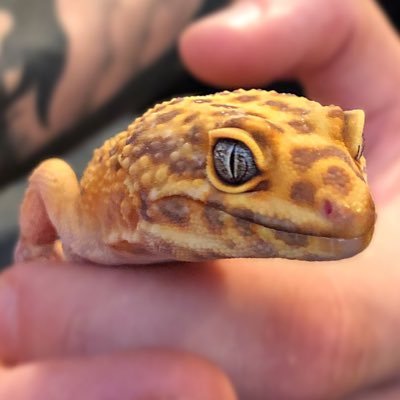 Gecko Hobbyists/Breeders & Feeder Insect Supply 🦎 DM for any reptile questions or inquiries! 🦎 Follow to see our personal reptile collection & updates 🦎