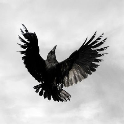 Crow_207's profile picture. ‏‏‏‏‏‏‏‏‏‏life blacked me















 You don't try

.
.
.
.
 .
.
.
 .
.
.
.
.









#OVERTURN