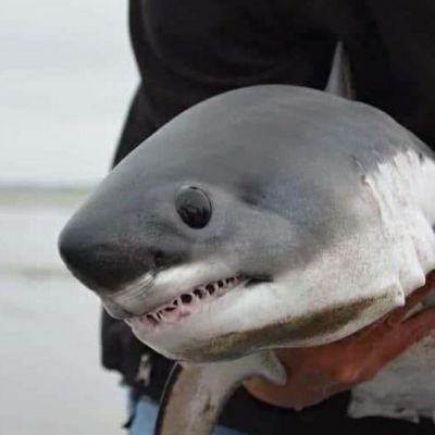 STONERSUPREME69's profile picture. YO YO YO YIPPIE YO YIPPE YAY