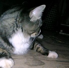 radsupporter's profile picture. Music

WE R ANONYMOUS
not a occupy tact comm #anonymous