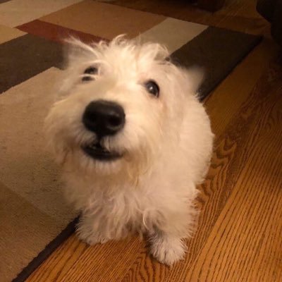 hetheyit's profile picture. queen of bacterial ecosystems