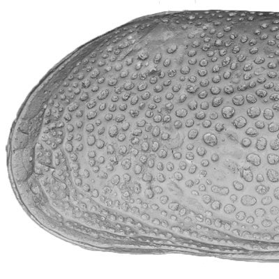 Taxonomy and Biogeography of shallow marine Ostracoda in Ryukyu Islands.
Curator (Geology) of Okinawa Prefectural Museum and Art Museum