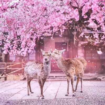 feiyaifei2018's profile picture. 嘘 静静的看吧 号主已外出巡游 不知何时回归 我是大王叫过来巡山的 明确告知我就是来巡山的 原号主夫妇是隐藏的神级夫妇 人家被骚扰走了 我就是留下来看号的单男 不要打扰我了 更别去打扰人家了