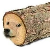 Hamza80928783's profile picture. take that as you will