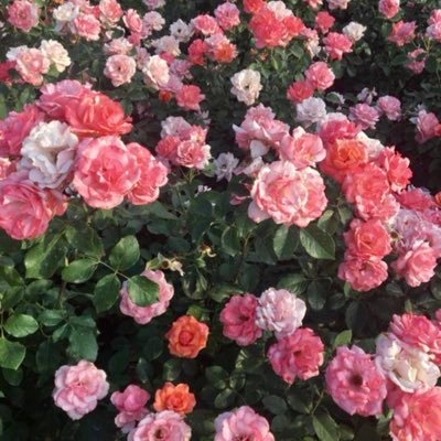 حساب يهدف إلى ختم القرآن الكريم في شهر رمضان سيتم تنزيل ٤ صفحات بعد كل صلاة ليصبح عدد الصفحات في اليوم ٢٠ صفحة