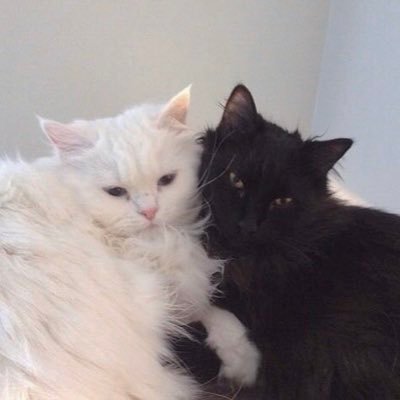 thoudgrsh's profile picture. 