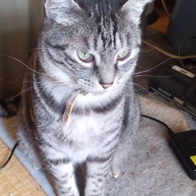 kyatton1's profile picture. 猫14匹クロ、シロ、ミミ、アイ、ニン、ビャッコ、クンクン、パクパク、キャットン二世、ジジ二世、ジュニア二世、　チョコ、ラムネ、ケーキと生活しているリタイヤ爺さんです.猫爺とニャン子たちの日々の凸凹日記と思ったことを勝手にツイートしています、
根拠はありません
もう古稀です

DMはお断りしています　よろしく