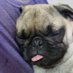 budplz (@budelope) Twitter profile photo budplz (@budelope) Twitter profile photo