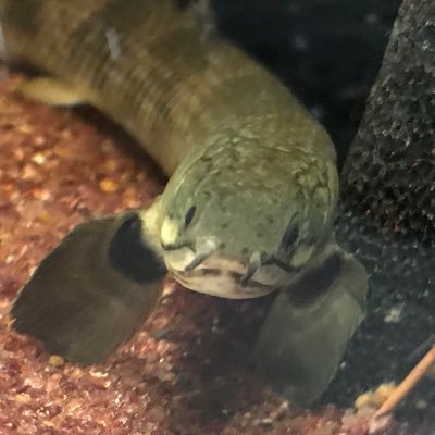 DS0ZdTDQHogGQiC's profile picture. I love polypterus
