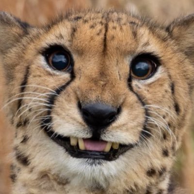 🦍 it’s Dareさんのプロフィール画像