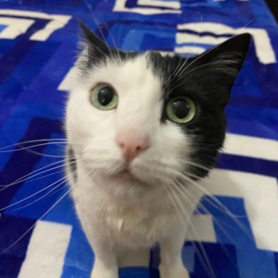 BrayanC77285985's profile picture. 