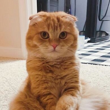 Hello!
Ready to see updates for the scottish fold cat?
สวัสดี!
พร้อมที่จะดูอัฟเดตของแมว สก็อตติสโฟลด์หรือยัง

T⭐uch-ดาว