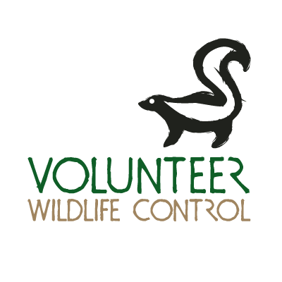 volwildlifecont's profile picture. Animal and wildlife control specialist. Skunks, raccoons, snakes, something bigger or smaller in your way? We can help. Serving all of East Tennessee.