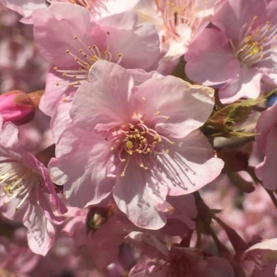 shino60865137's profile picture. 会社員しながら飲食店のバイトしながらブログ書いてます。猫好き(*´꒳`*)