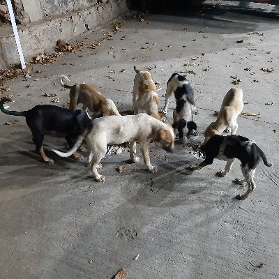 HelpanimalsC's profile picture. A home to 26 four legged souls who are discarded by the society but welcomed by us with open arms. 
A home to old and paralyzed canines.