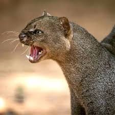 jaguarundi77's profile picture. 