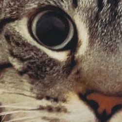 FedericaRekiel's profile picture. amante de la cocina, el cine y fitness fanatic