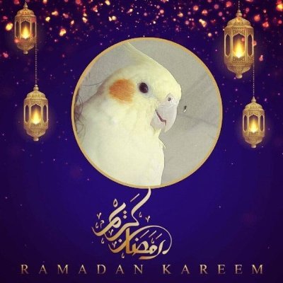 Official account of artist, birds lover, amateur 😄😄
Parrots, Cockatiels, Lovebirds and Budggies 🐦🐦🐥🐣
@cockatielsalgeria