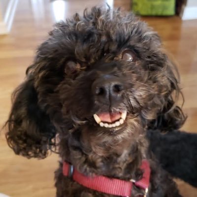 Dad of poodles, watcher of Cubs, roller of dice.