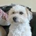 Gracie๐ฆ (@mydogisafreak) Twitter profile photo Gracie๐ฆ (@mydogisafreak) Twitter profile photo