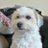 Twitter result for Gardening Direct from mydogisafreak