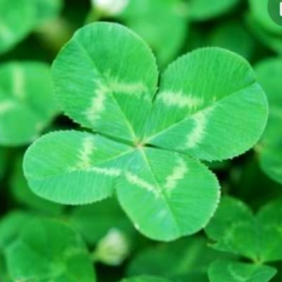 clover221723's profile picture. 