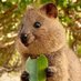 Alfredo el Quokka Profile picture