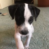 Sabri (@pirsawi) Twitter profile photo