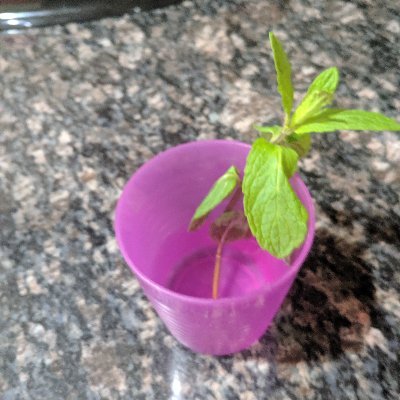 Awesomen355's profile picture. 