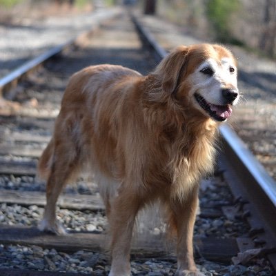 KiersteadDiane's profile picture. Mother, dog walker, photographer, nature lover.