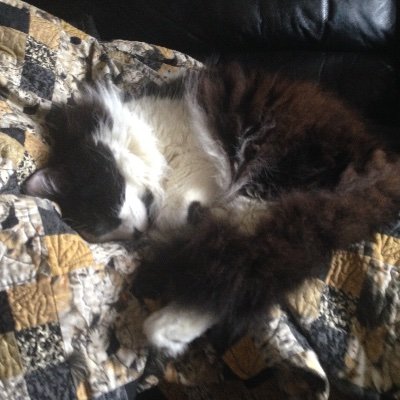 Cyris917's profile picture. 