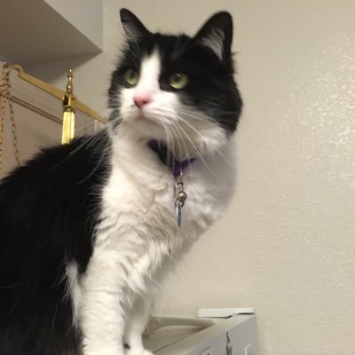 CFLong2's profile picture. Proud K-State graduate. Former Civil Servant. Critical and independent thinker. Staff to two cats. 🐈🐈‍⬛. (Tiki 🌈01/07/23.)  Liberal. Feminist. 🏳️‍🌈