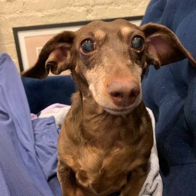 lisamalitz's profile picture. 