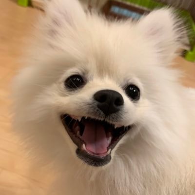 こむぎ ポメラニアン 生後149日 体重3 2kgのマズル長いポメラニアンこむぎ ついにベッドに自力で登れるようになってしまいました 恐るべし いぬのいる生活 犬好きな人と繋がりたい ポメラニアン 子犬 Pomeranian