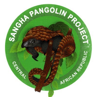 Protecting #pangolins in the #CentralAfricanRepublic | Pour la protection des pangolins de la #Républiquecentrafricaine
#DzangaSangha | #BaAka | #SanghaLodge