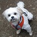 Bogey Bichon (@bogeybichon) Twitter profile photo Bogey Bichon (@bogeybichon) Twitter profile photo