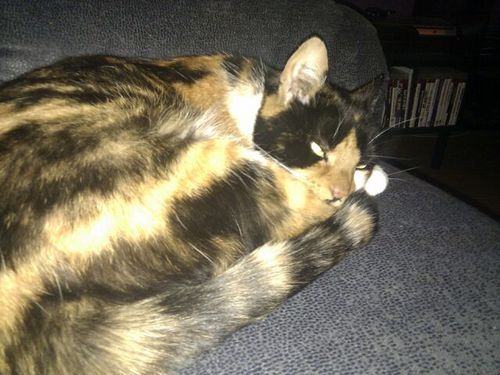 tjerklaagland's profile picture. 