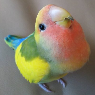 心と身体の調律ルーム　コザクラインコ　