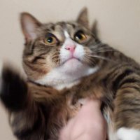 Zachary Lawrence (@creationofpooka) 's Twitter Profile