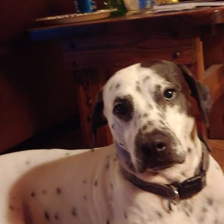 Mimisbabies's profile picture. Nurse, wife, mother, and grandma. concerned for the future of America and the children. Vote blue! I don't answer DMs.