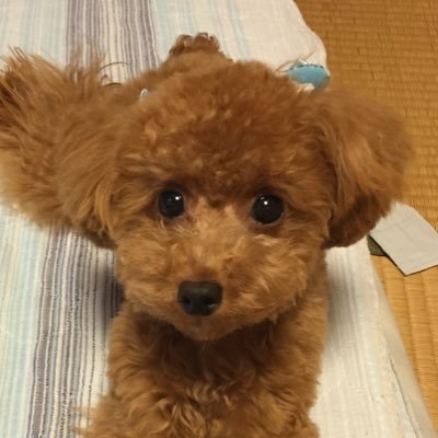 トイプードルのお喋りミントだじぇ💙 4歳2.2キロ♂ りさこの飼い主だじぇ🐩 僕がモデルのトイプードル LINEスタンプ作ってもらいましたじぇ🐶