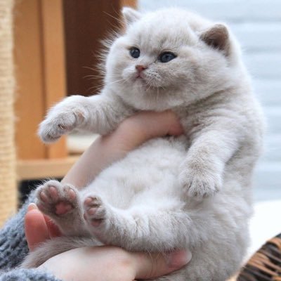 DPhiV1's profile picture. Thích mưa