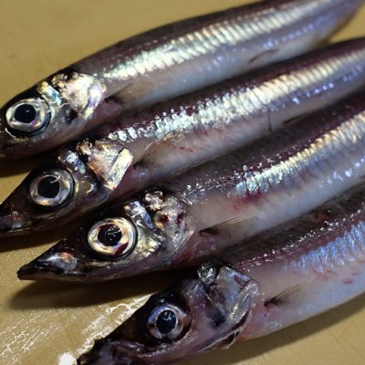 石川県の魚のうまさに感動した魚好きが海のことや魚のことについて気の向くままにつぶやきます。料理は得意ではないですが美味いもの食べたさに頑張ってます。